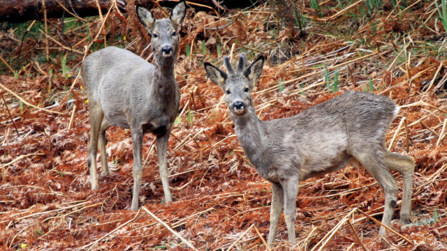 Campa de Tres Bispos