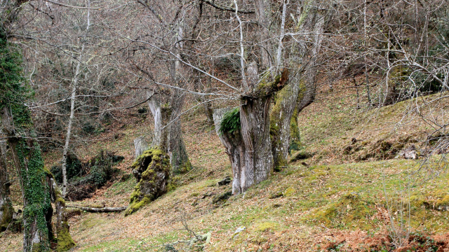 Souto Os Cabaniños - Cable