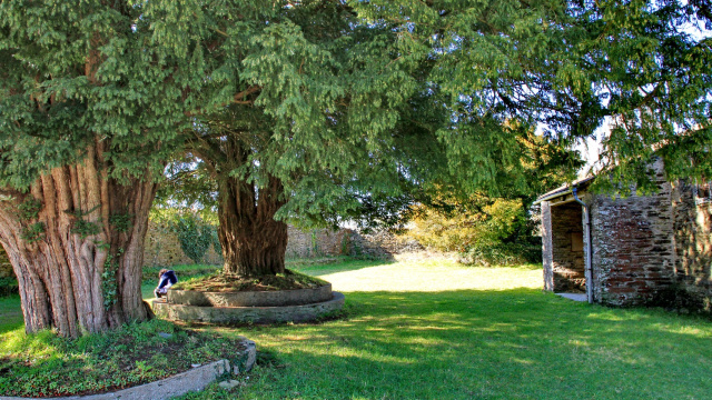 Teixos milenarios de Carballido
