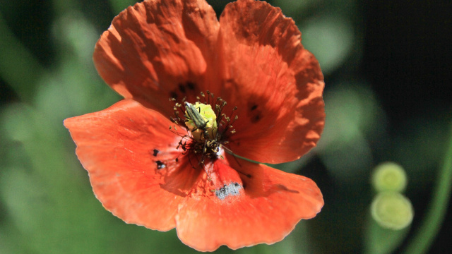 Xardín de polinizadores O País do Abeyeiro