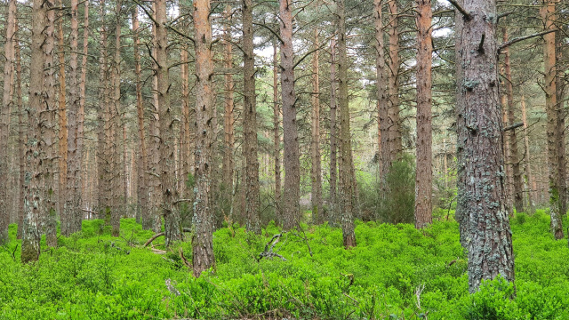 Arandeiras de A Trapa