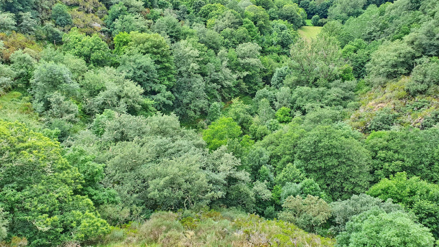 Bosque da Ferrería da Grupa